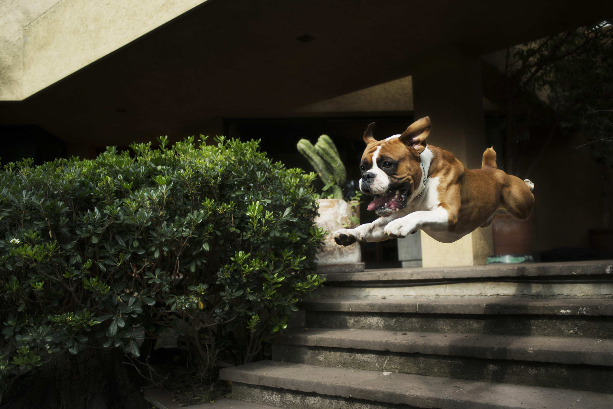 Dancing sales boxer dog