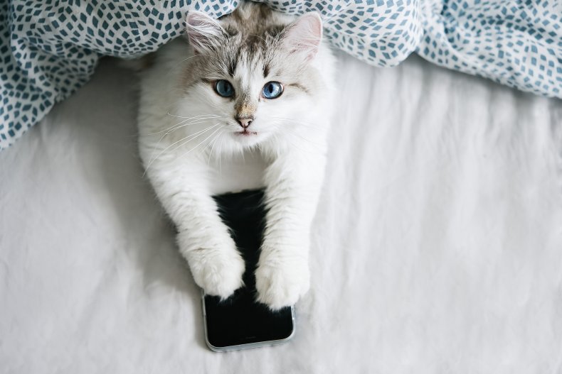 cat using phone