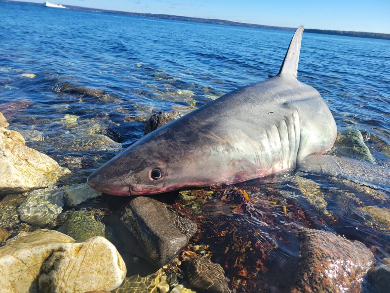 Great White Sharks Are Mysteriously Washing Ashore in North America
