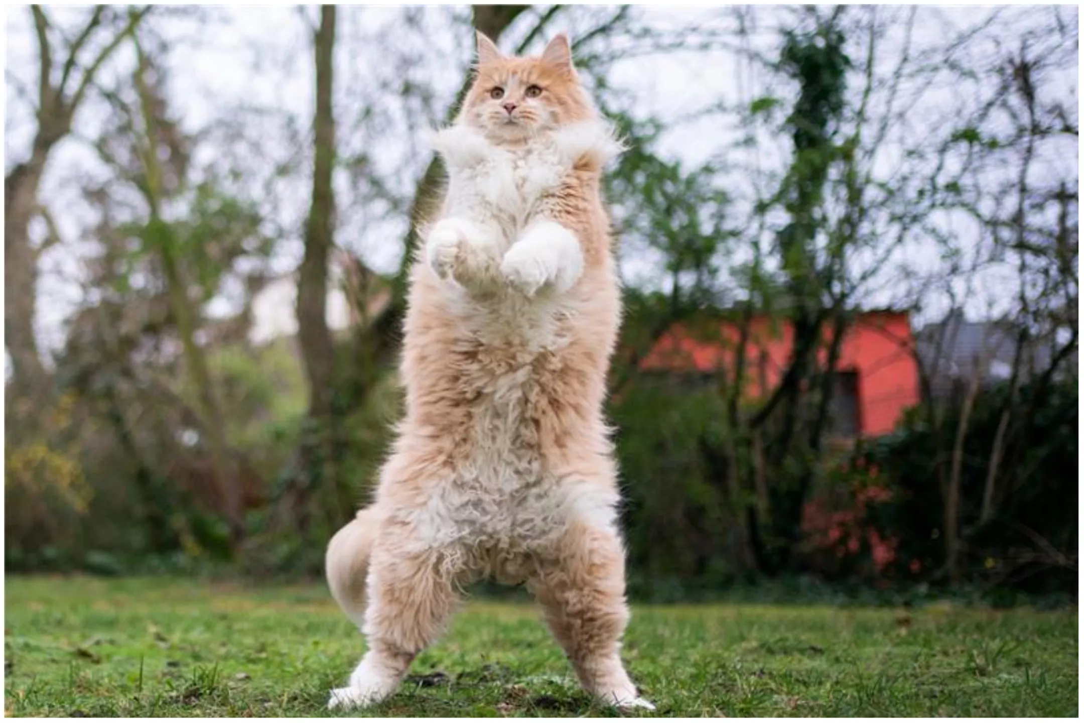 Cat's Odd Posture Sends Internet Into Hysterics: 'Kittens in a Trenchcoat' - Vimarsana News