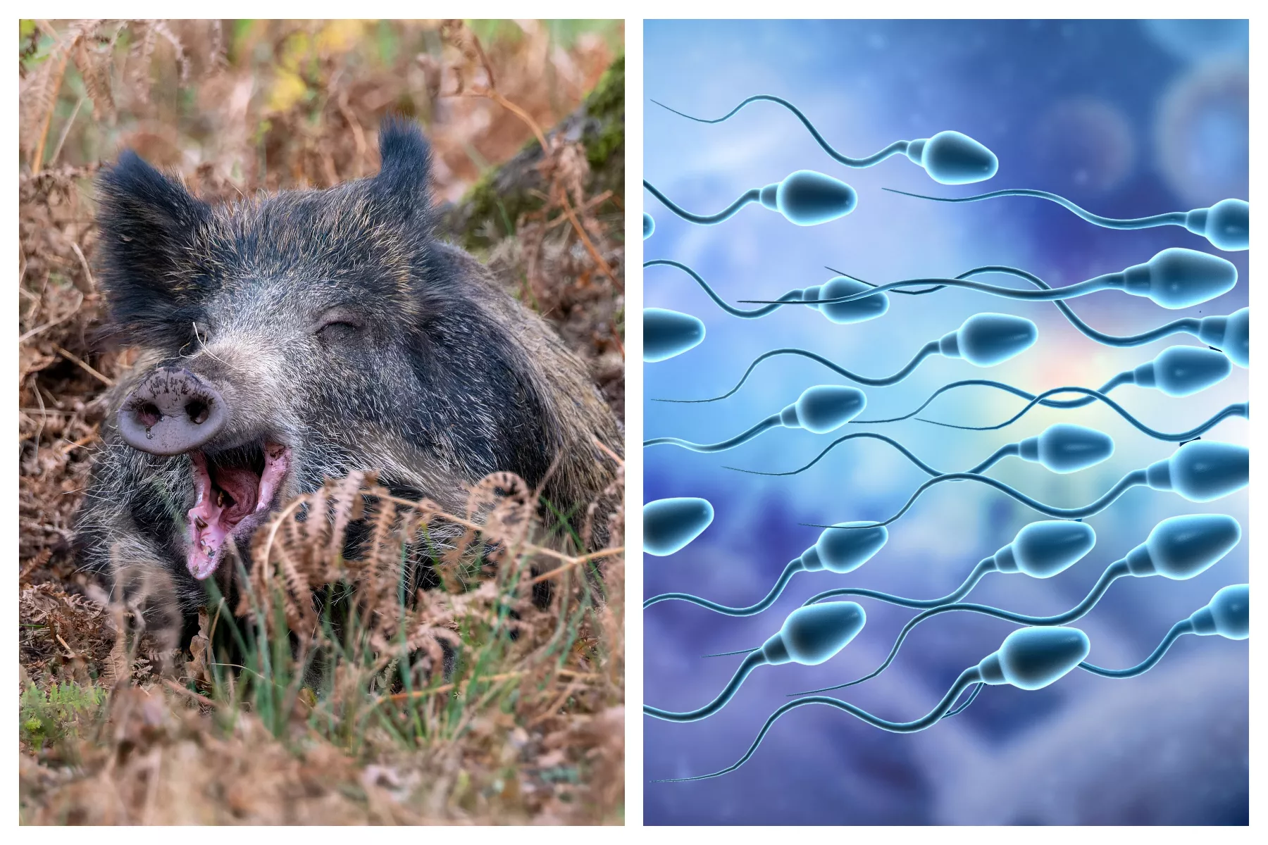 Anti-cancer Drug Gives Boars Super Sperm - Vimarsana News