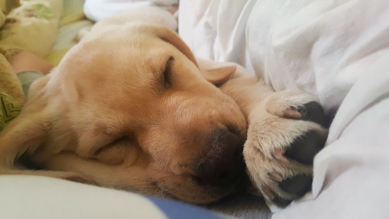 Cucciolo di Golden Retriever che sonnecchia sul letto