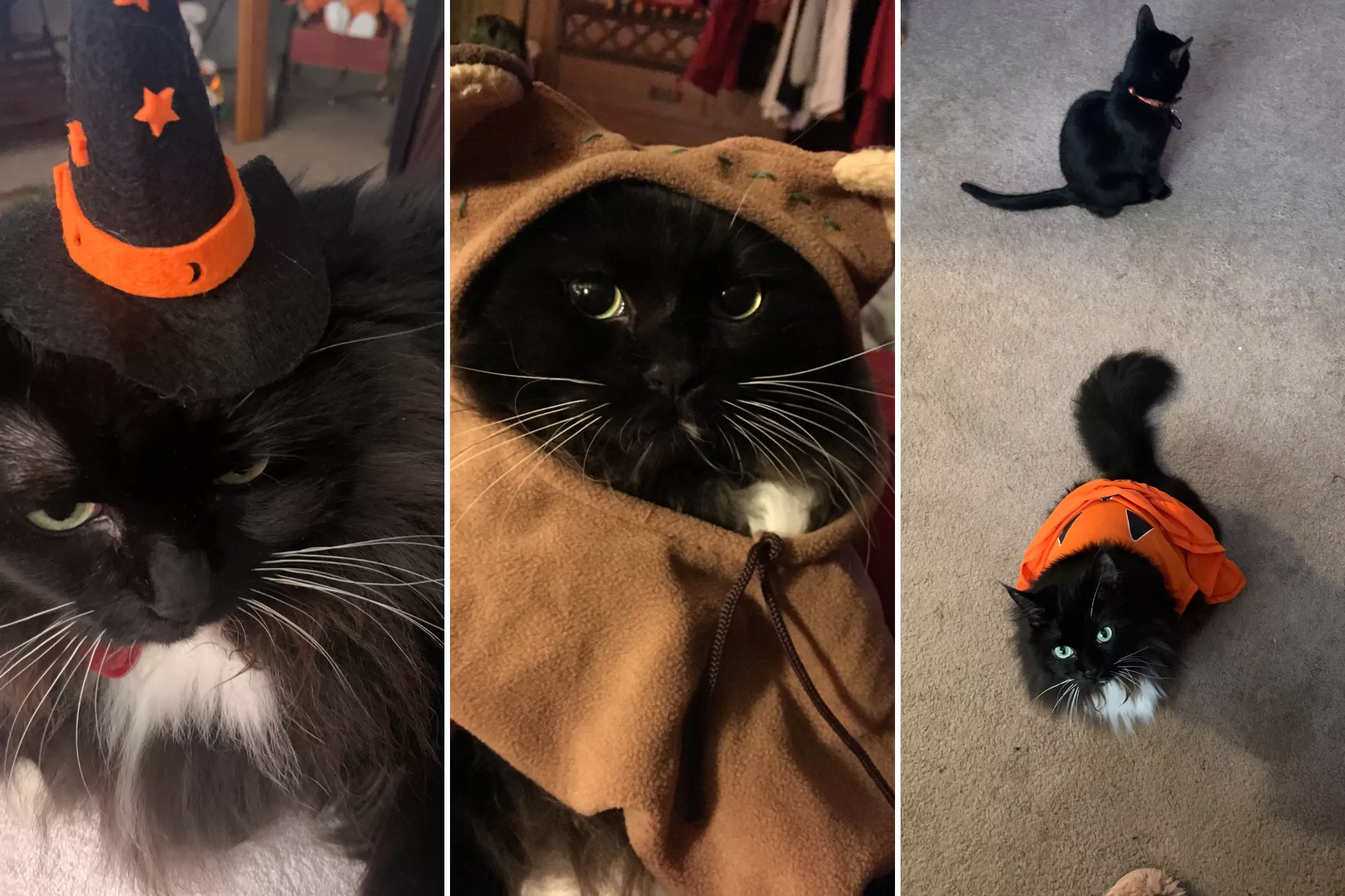 Fluffy Cat Sally Who Loves Wearing Halloween Costumes Wins Pet of the Week - Vimarsana News