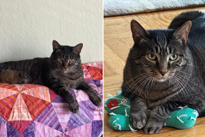 Ichabod the cat Ichabod the cat