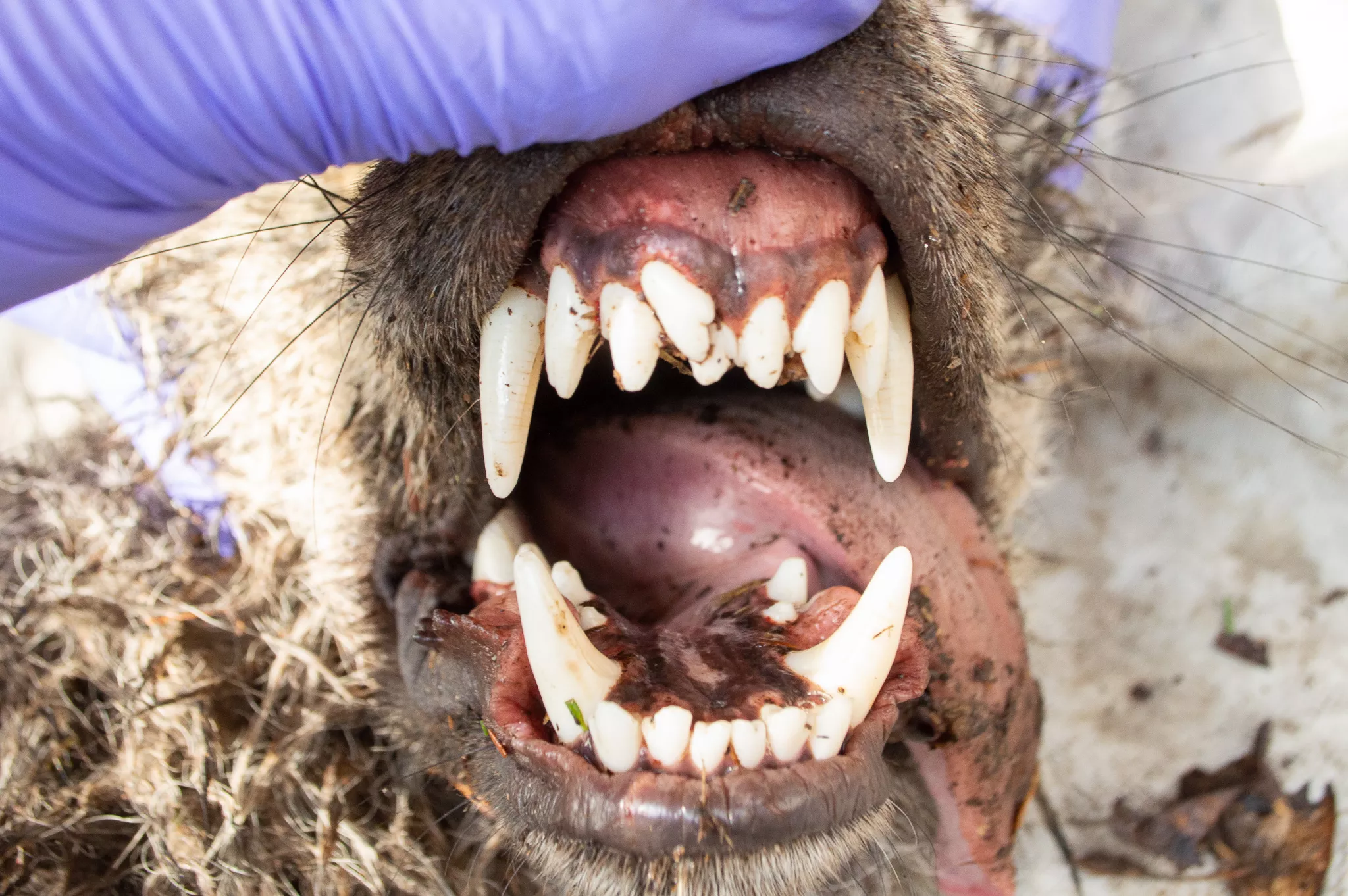 Minnesota Wolf That Has Grown Extra Tooth Discovered, Baffling Biologists - Vimarsana News