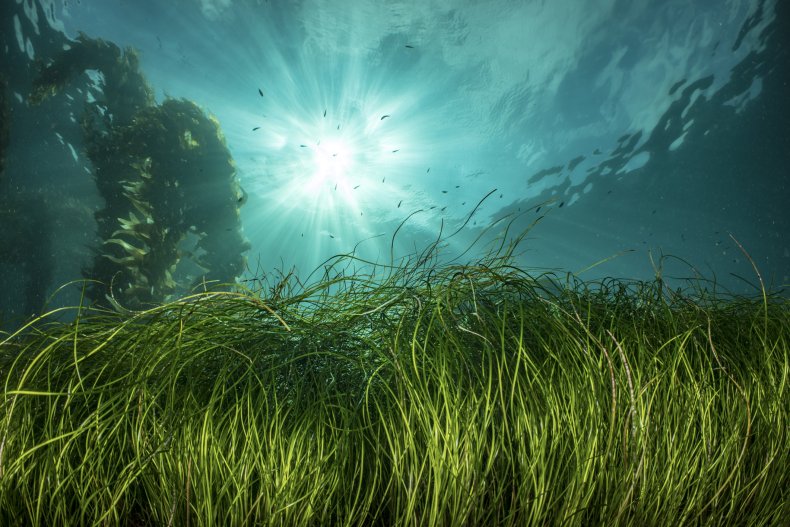 Seagrass underwater