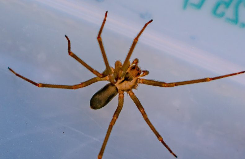 brown recluse spider caught