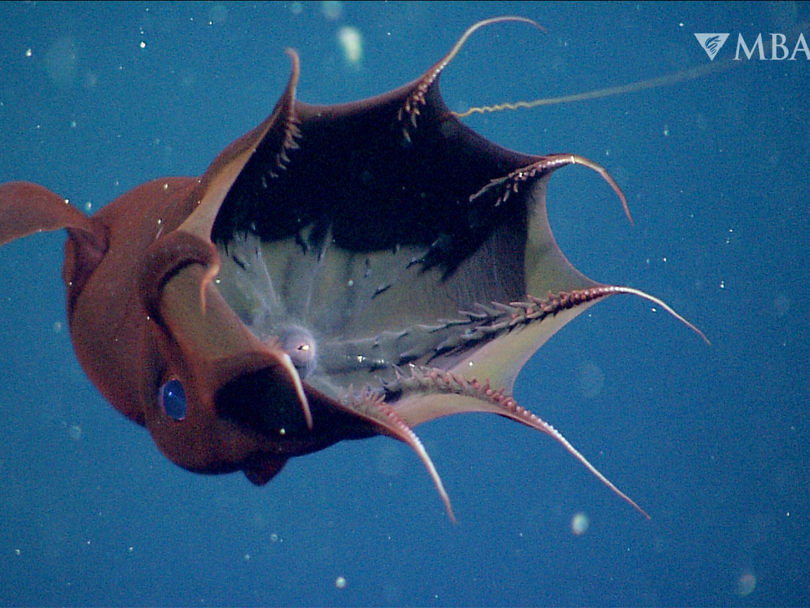Vampire Squid