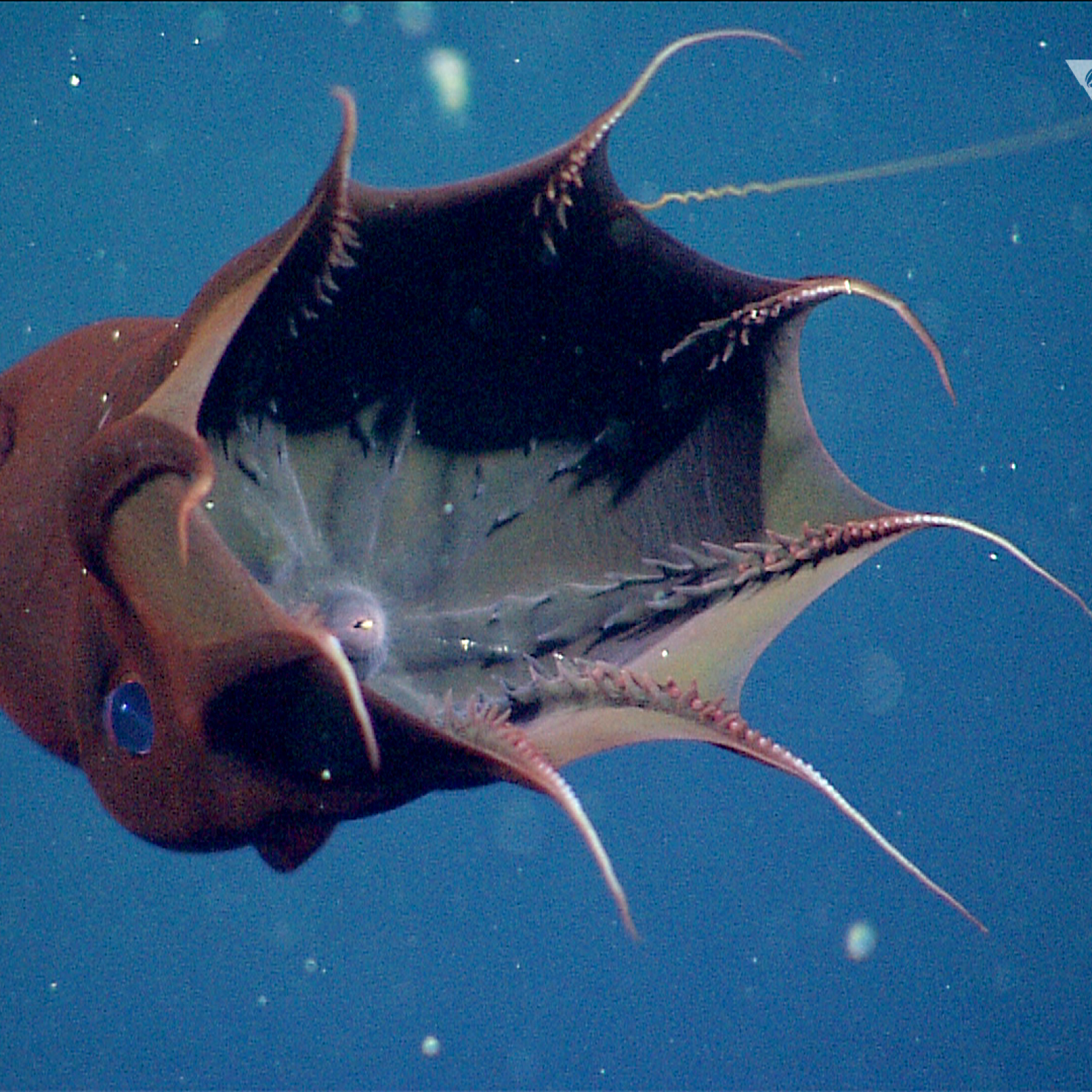 Vampire Squid From Hell Has Not Changed for Hundreds of Millions of Years