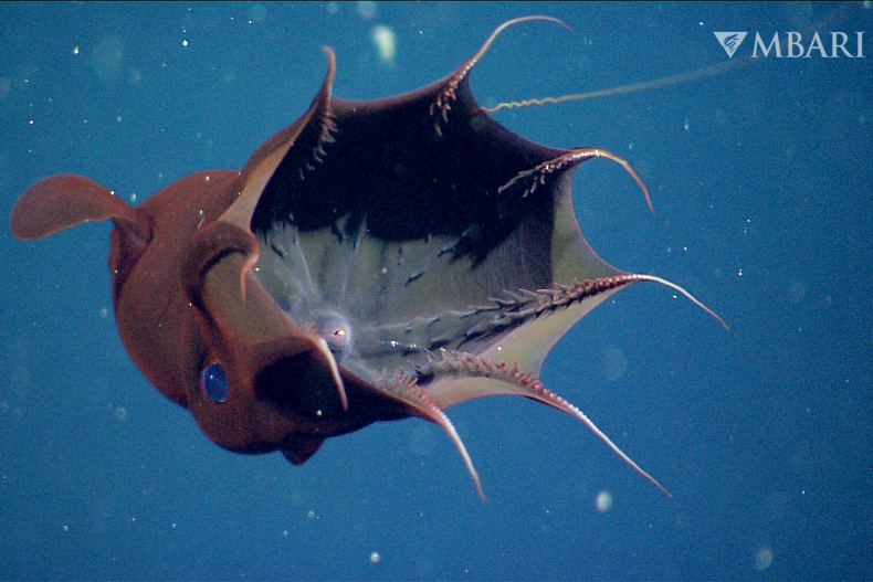 The vampire squid, Vampyroteuthis infernalis