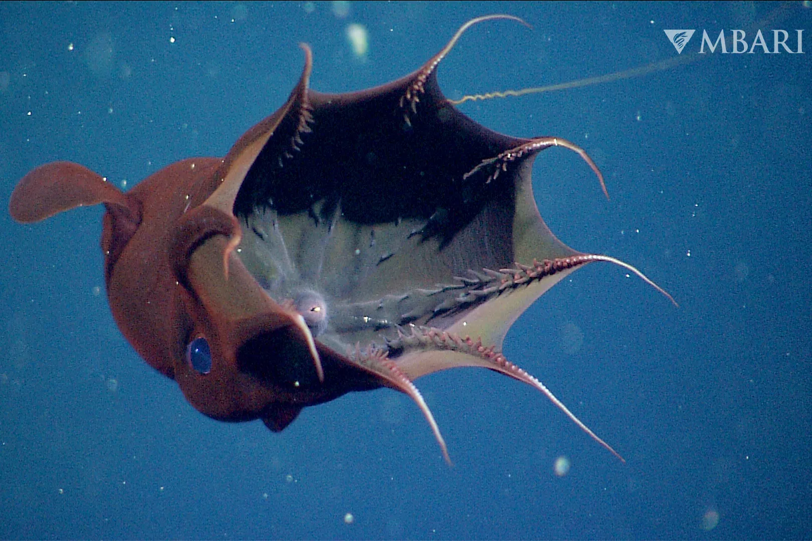 Vampire Squid From Hell Has Not Changed for Hundreds of Millions of Years - Vimarsana News