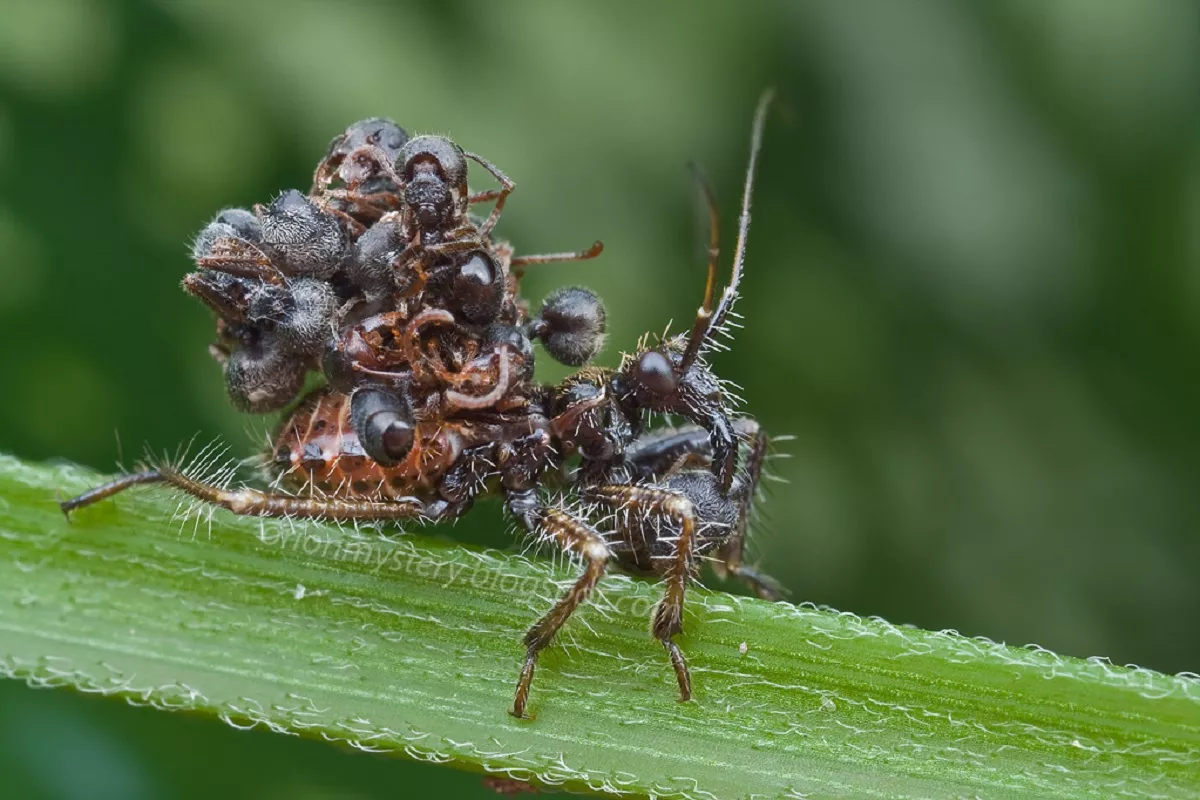 Assassin Bug Stacks Its Victims on Its Back to Create Cloak of Death - Vimarsana News