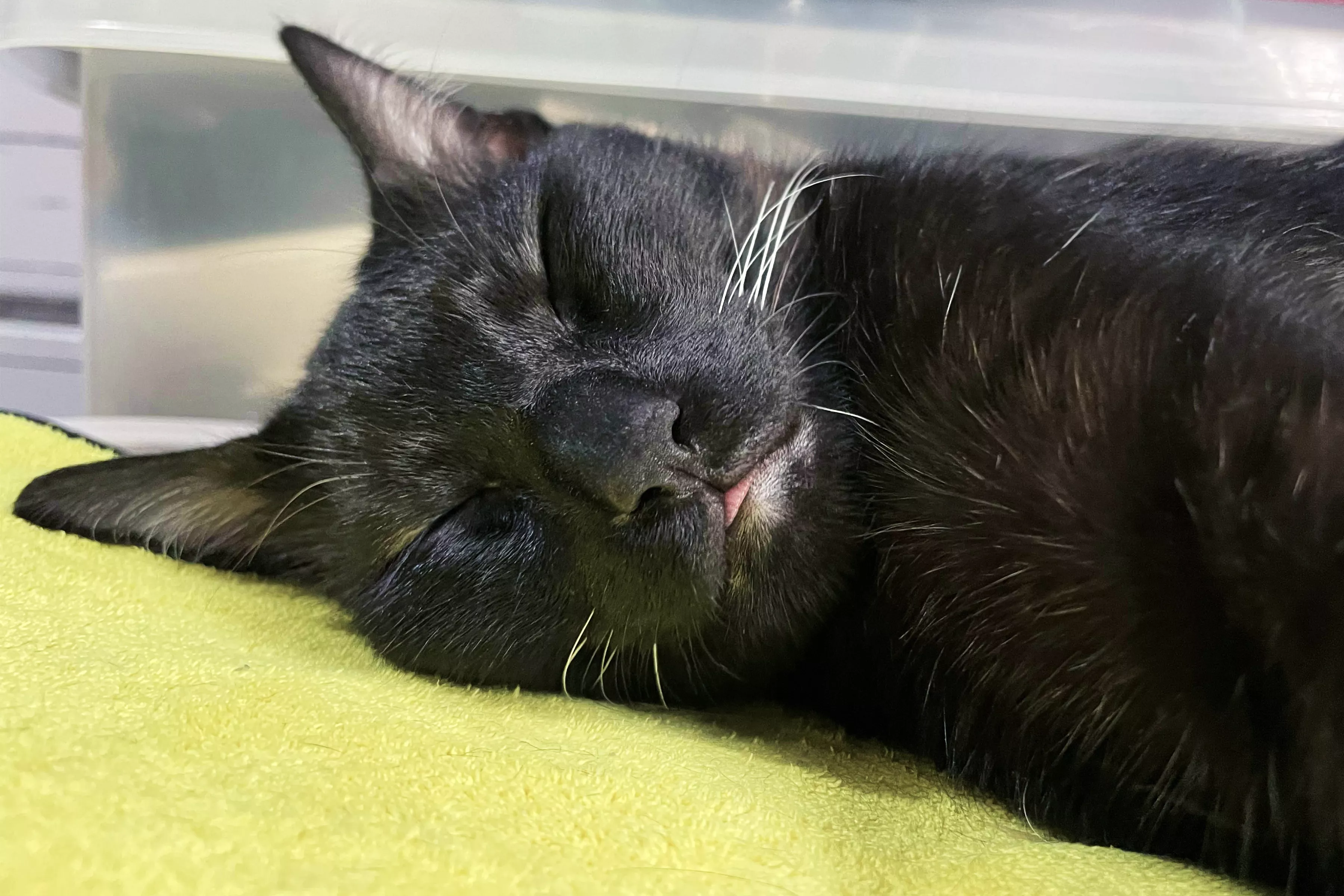 Internet in Love With 'Talkative' 16-Year-Old Cat Being Woken for Breakfast - Vimarsana News