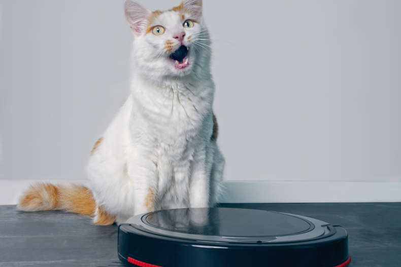 Cat with robot vacuum