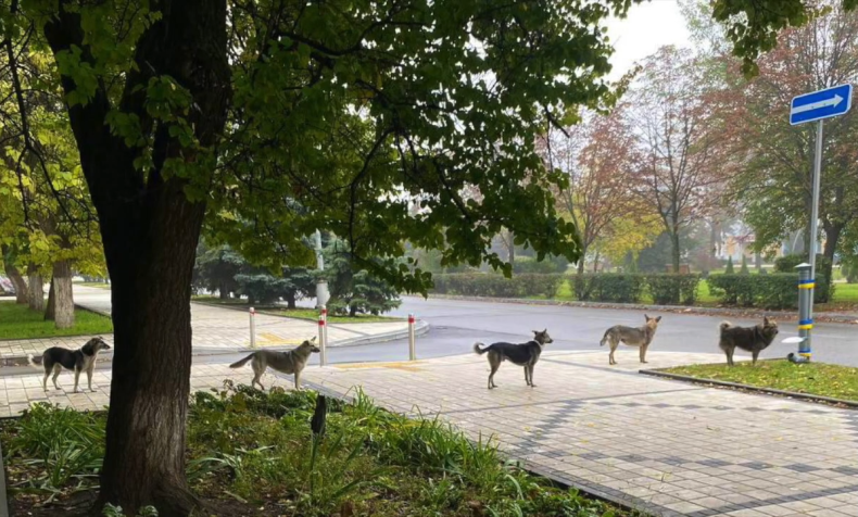 Dogs Line Up For Food In Ukraine