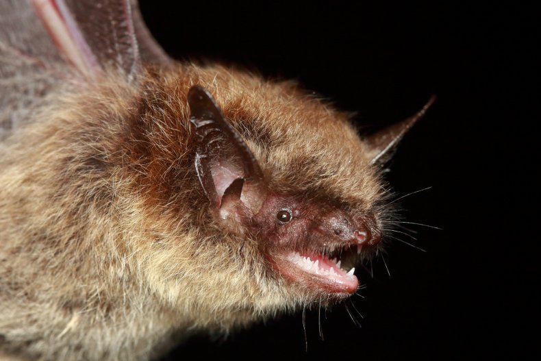 bat with eyes and teeth