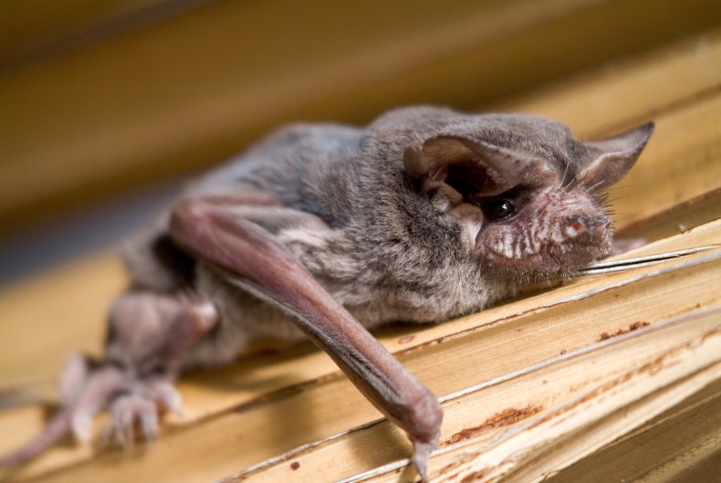 Brazilian free-tailed bat