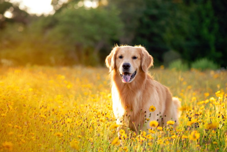 A golden retriever in a flower field.