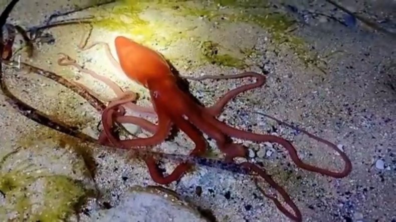 Polpo di sabbia del sud australiano