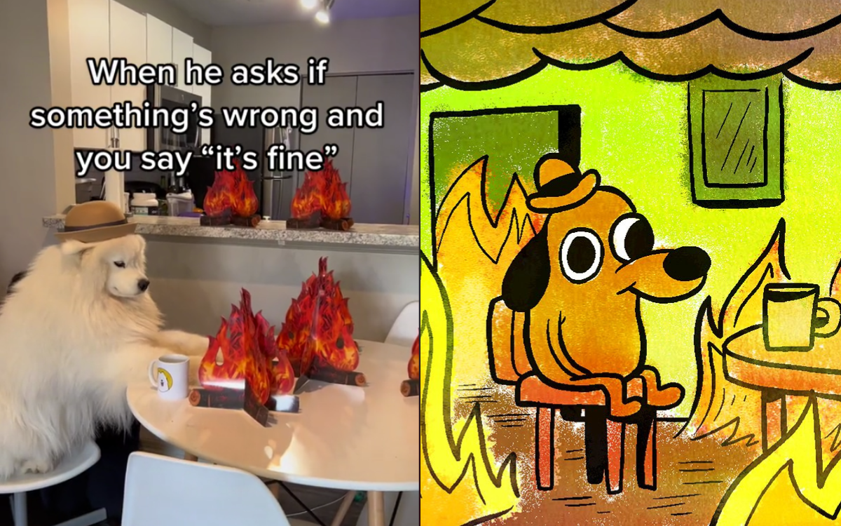 Samoyed Dog Stars In Real Life Version Of This Is Fine Meme For 