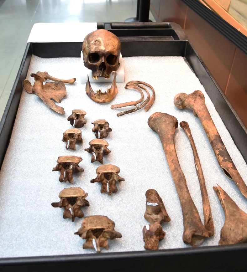 JB55 skeleton on display.