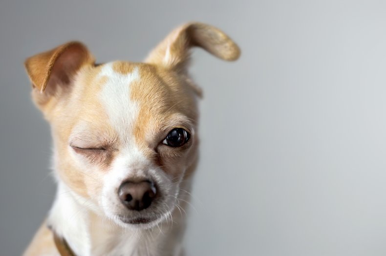 chihuahua faking pain leaves internet in stitches