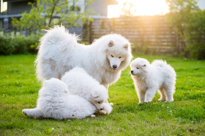 Dog and pups