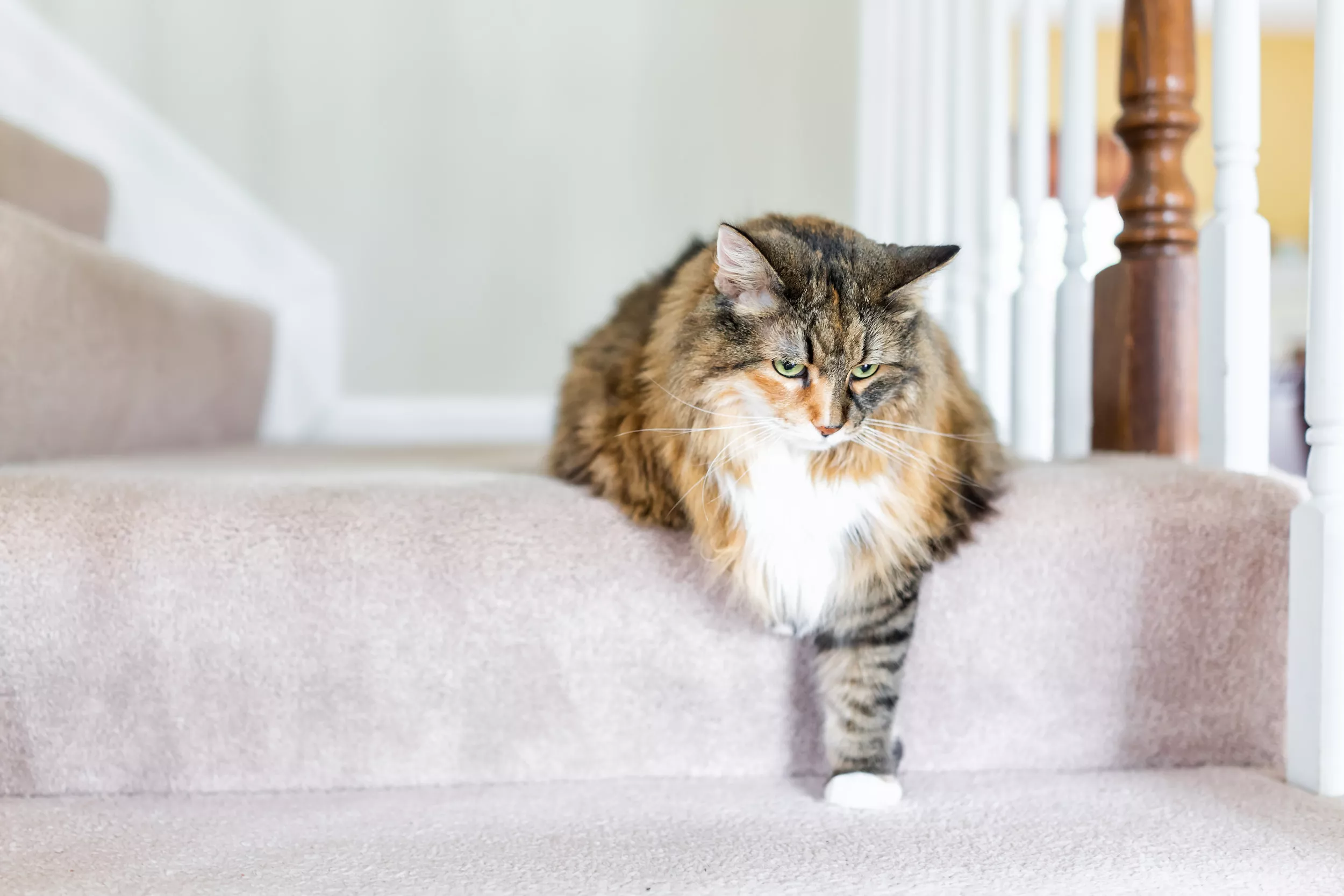Cat Rolling Down the Stairs Every Time Owner says She's Cute Melts Hearts - Vimarsana News