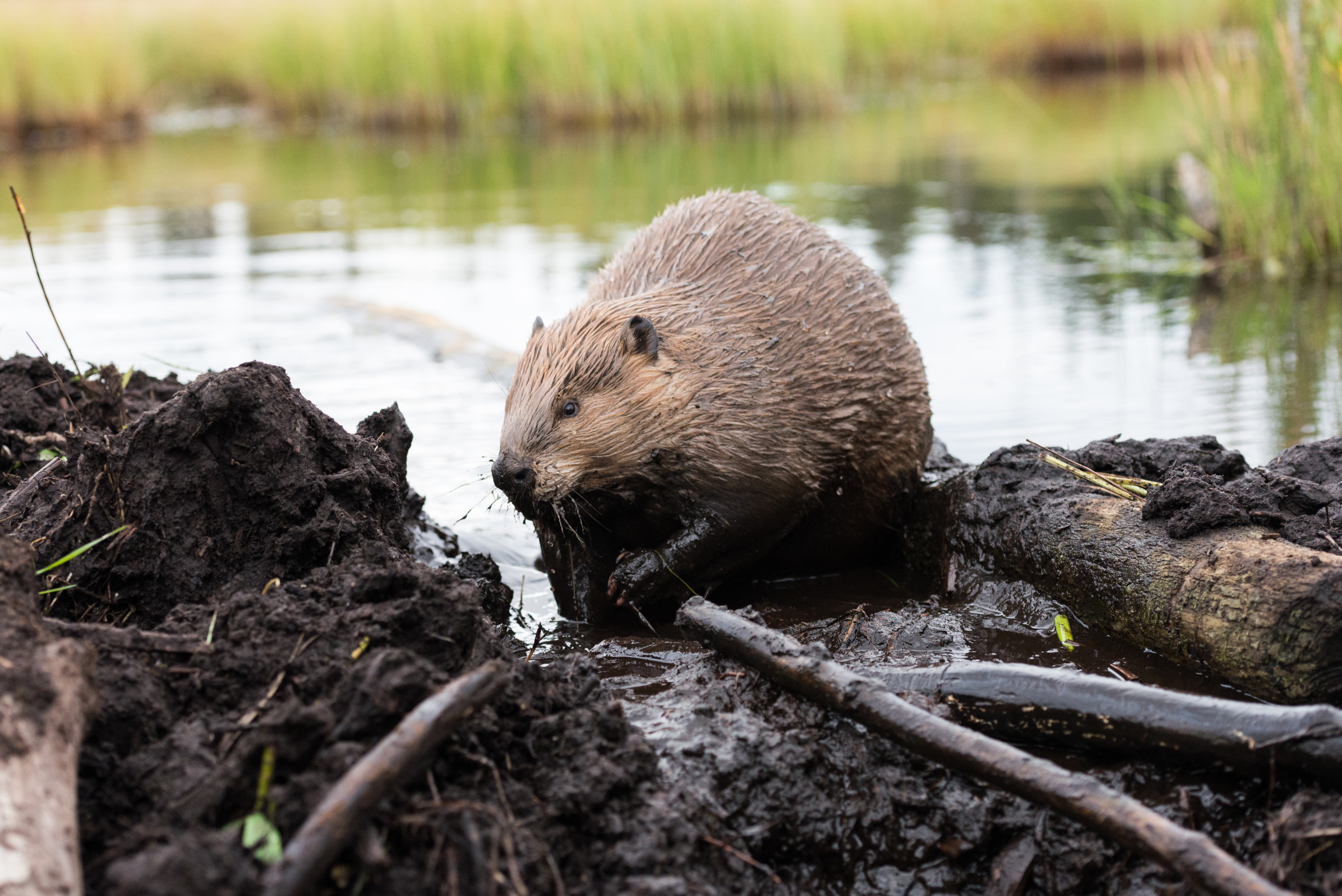 Rescued Beaver Diligently Builds Dam to Keep Out Roommate Video photo