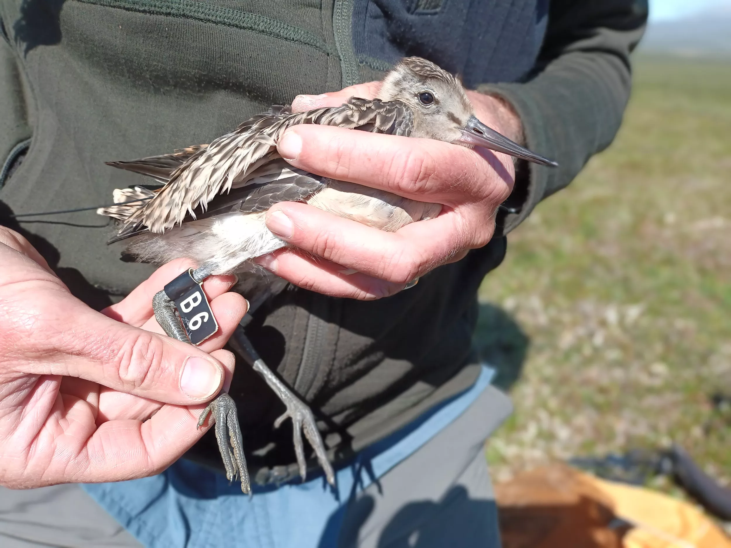 Juvenile Bird Breaks Nonstop Flight Record, Covering 8,400 Miles in 11 Days - Vimarsana News