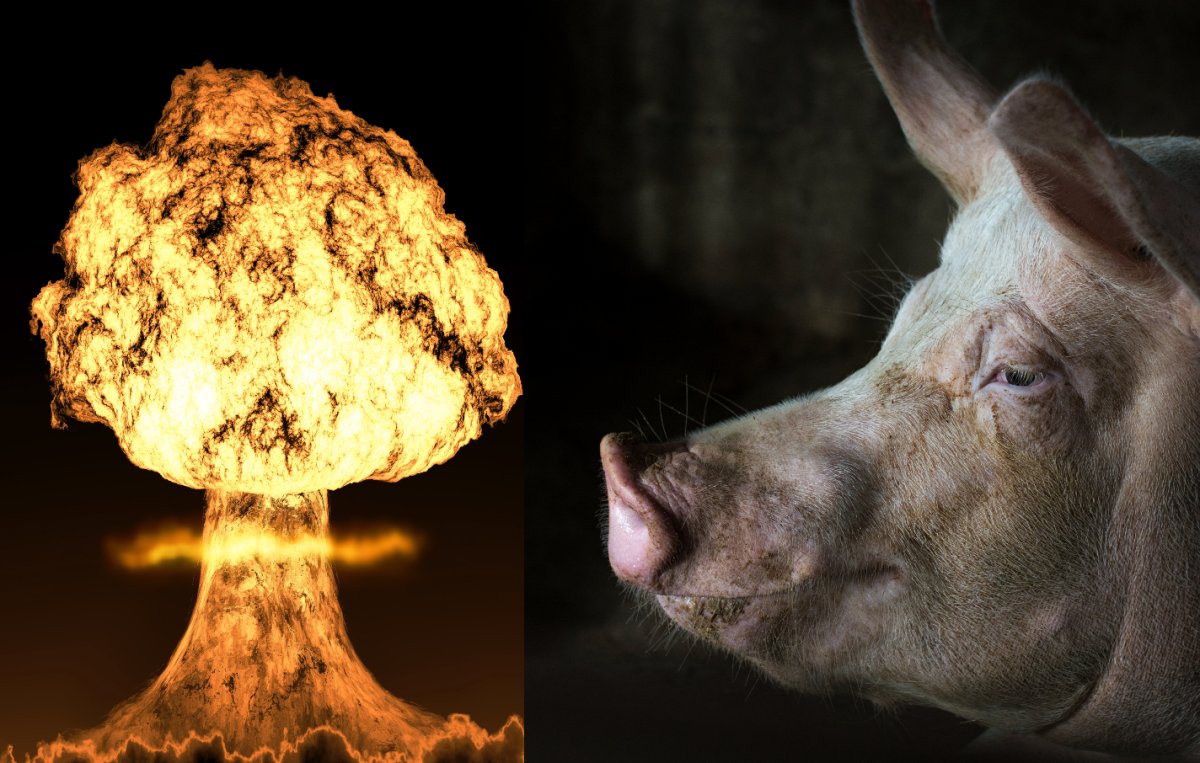 atomic bomb pig looking