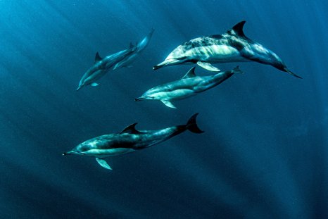 breaking news english dolphin tourism