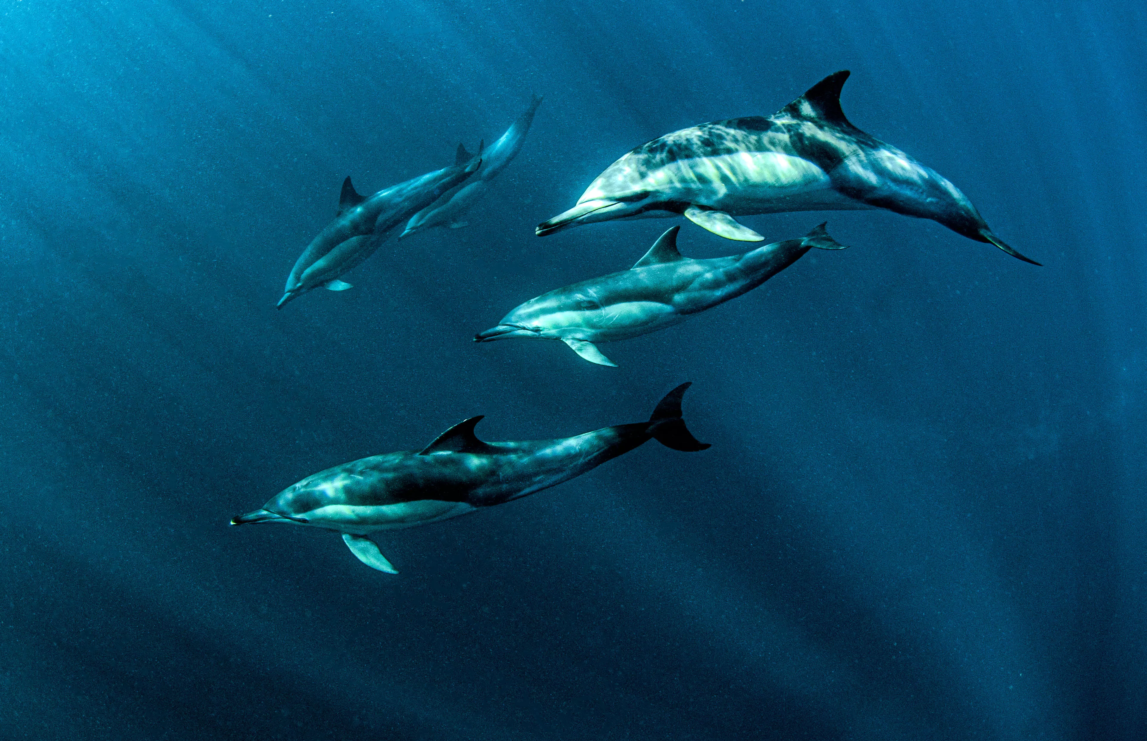 Pod of Dolphins Found Accompanying Body of Drowned Teen - Vimarsana News