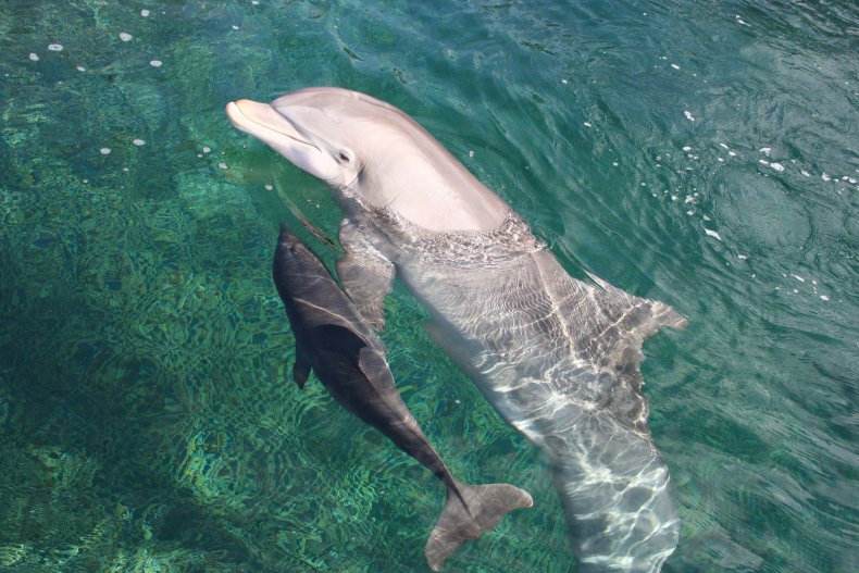 dolphin mom and baby
