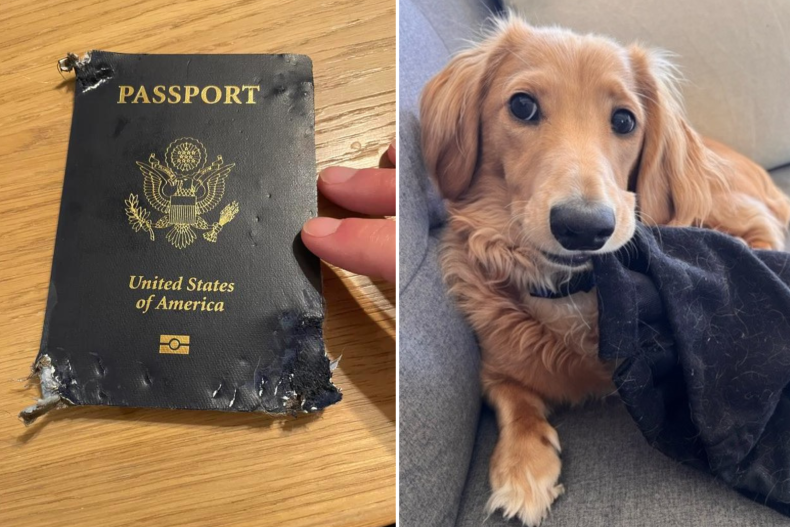 Miniature dachshund Tater Tot and chewed passport