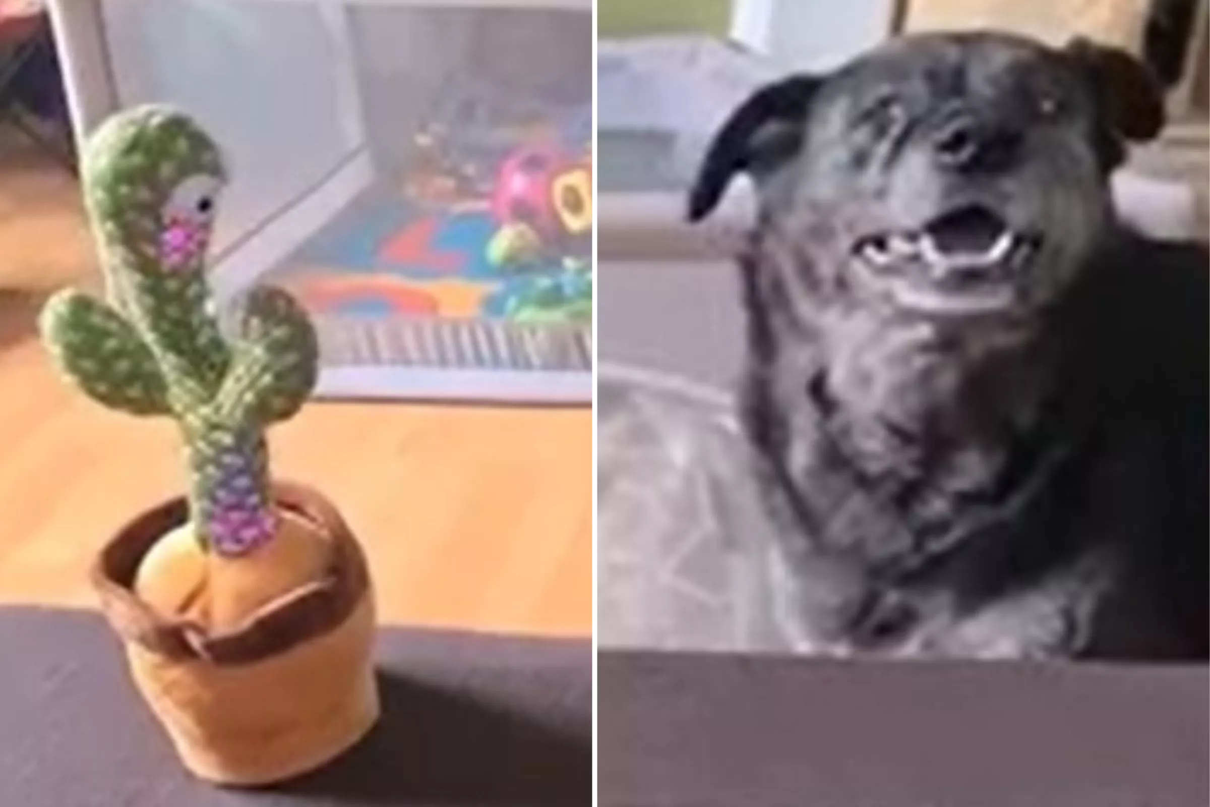 Dog Hilariously Gets 'Taste of Her Own Medicine' With Toy That Barks Back - Vimarsana News