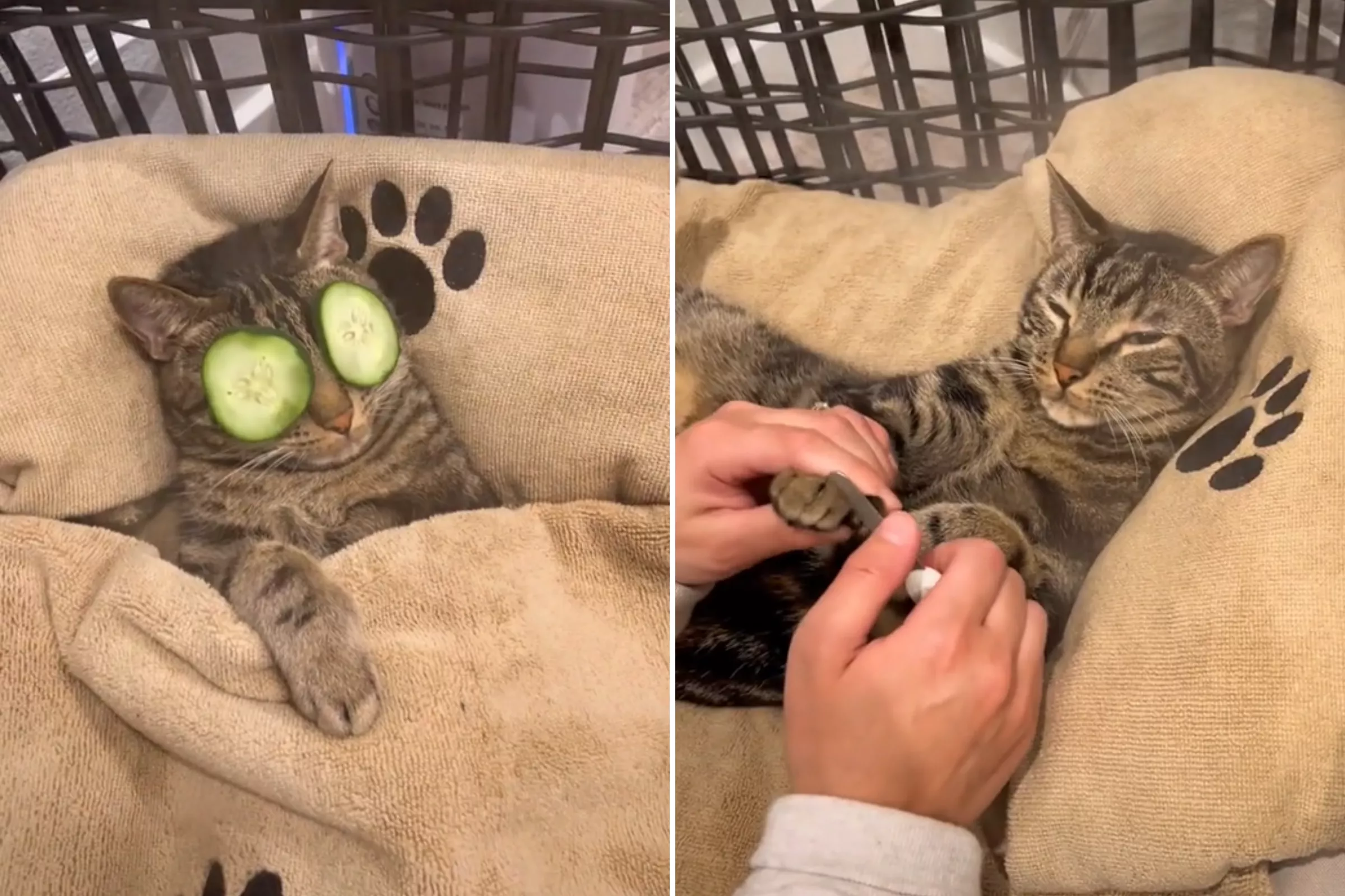 Cat's 'Spa Day' With Head Massage and Manicure Makes Internet Jealous - Vimarsana News