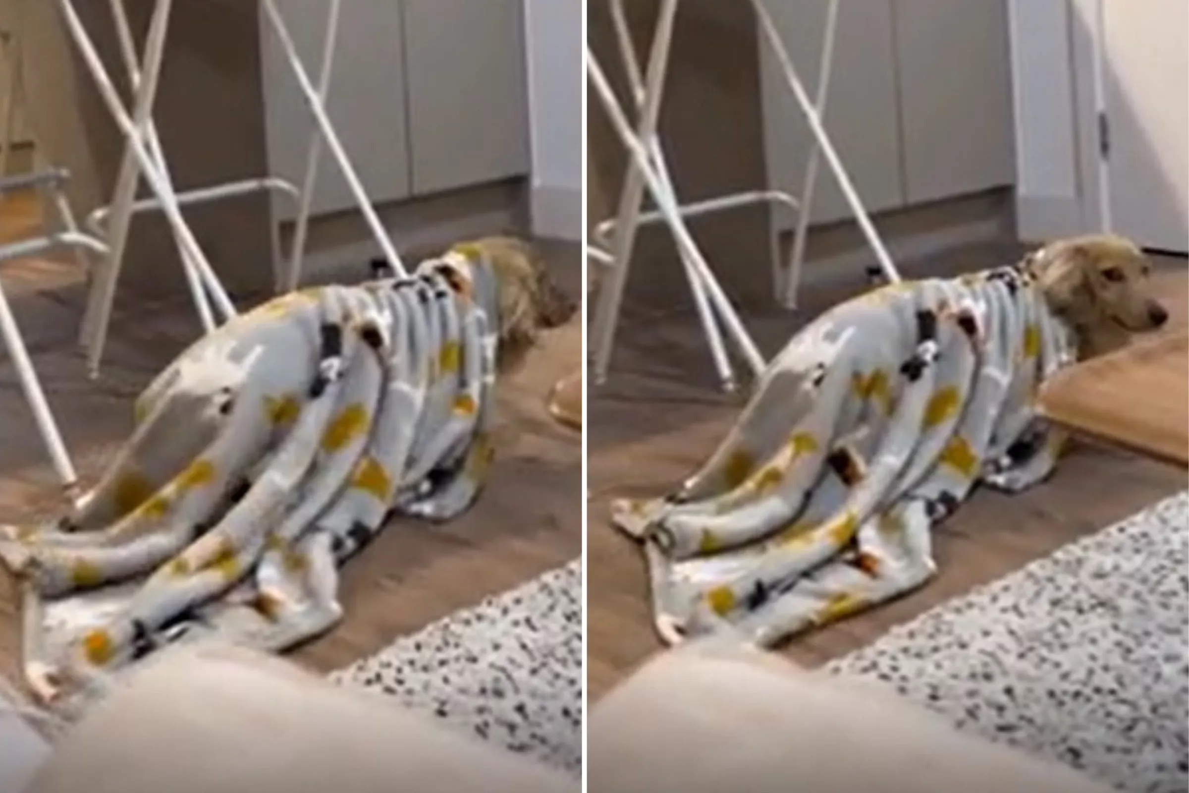 Watch Hilarious Moment Dachshund Takes Himself to Bed at 8pm: 'Hard Life' - Vimarsana News