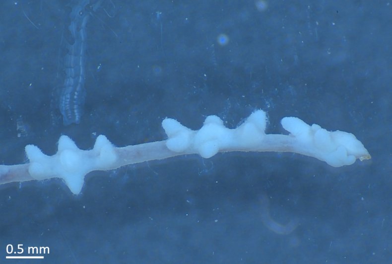 Scoperte specie di corallo nero