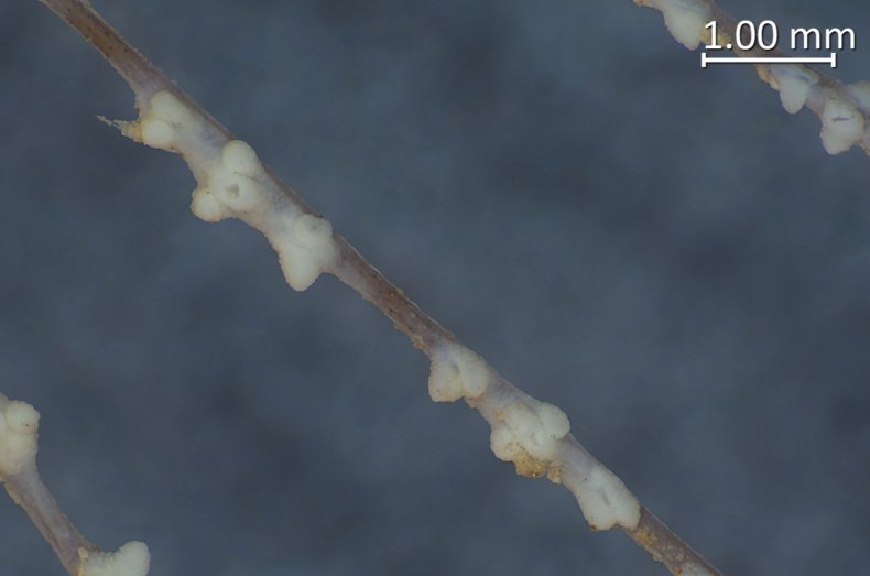 Scoperte specie di corallo nero