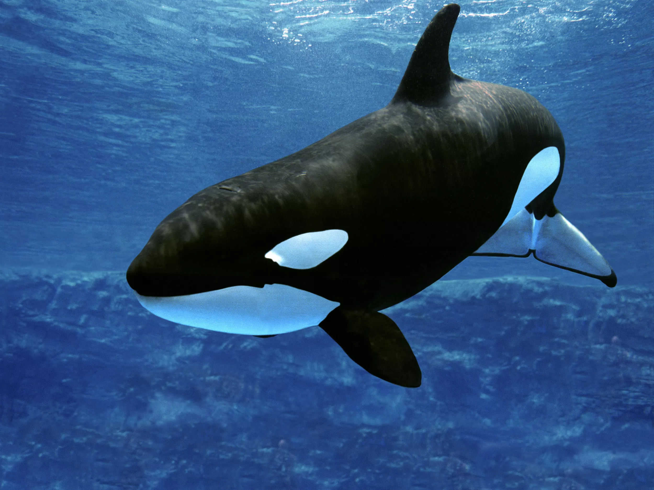 Snorkeler Films Breathtaking Encounter With Calm and Peaceful Giant Orca - Vimarsana News