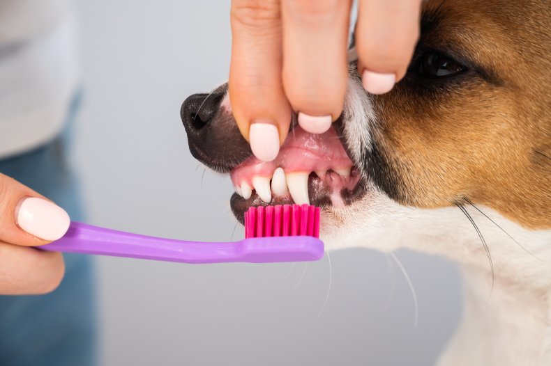 dog brushing teeth leaves internet in stitches