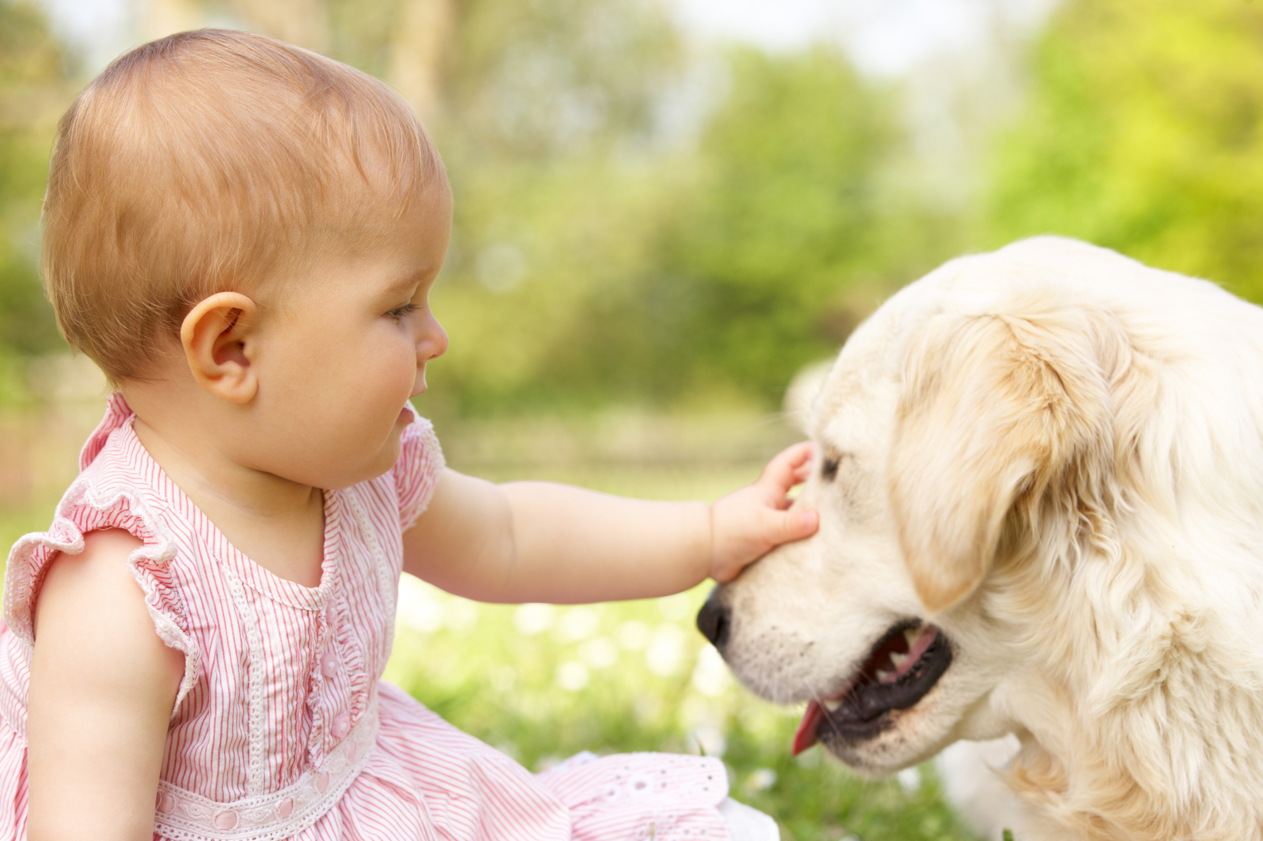 Golden retriever protecting store baby