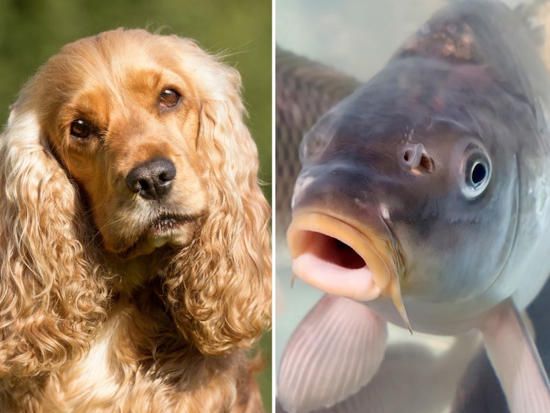 Composite of Stock photos Dog and Fish