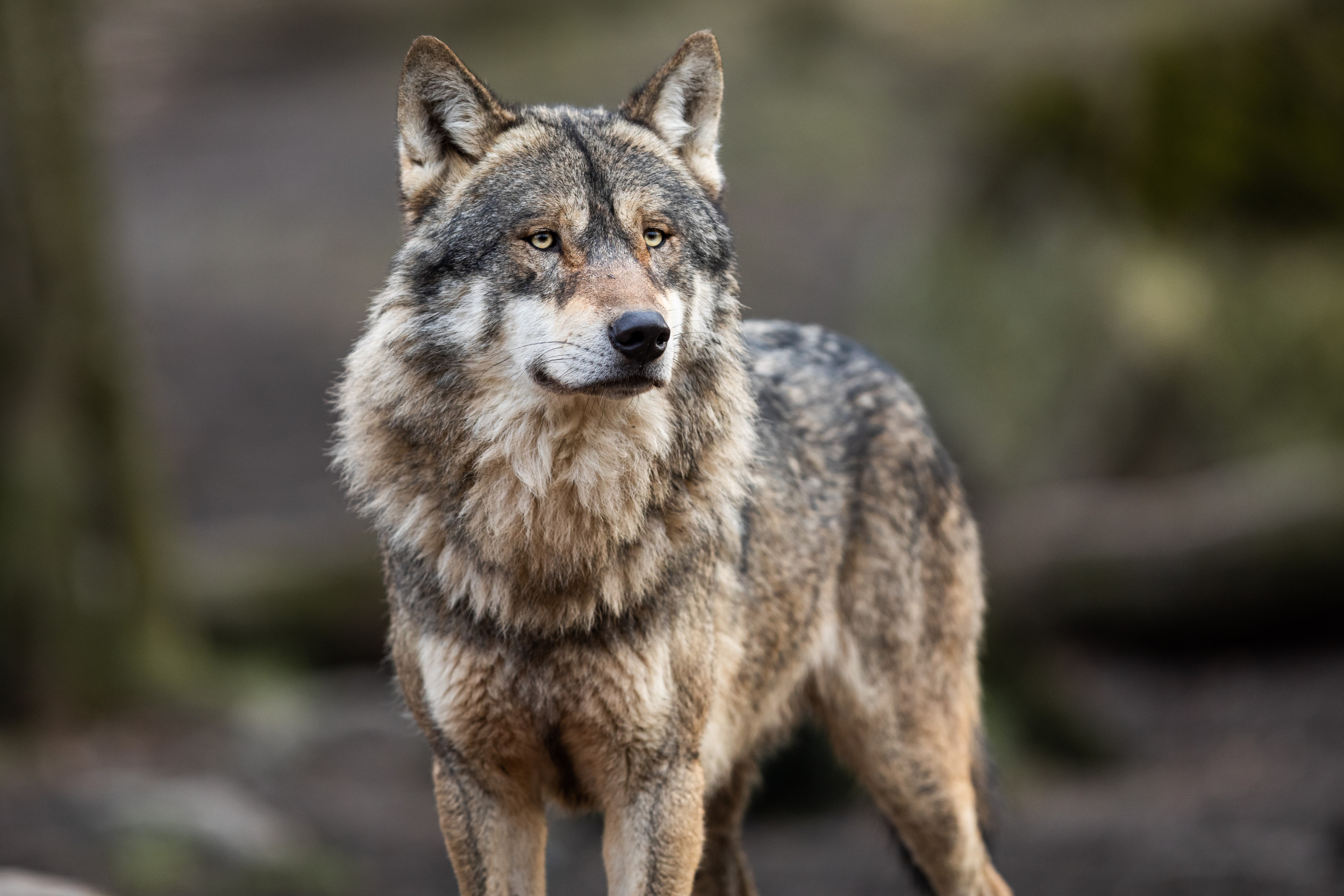 Волк 15 см серый
