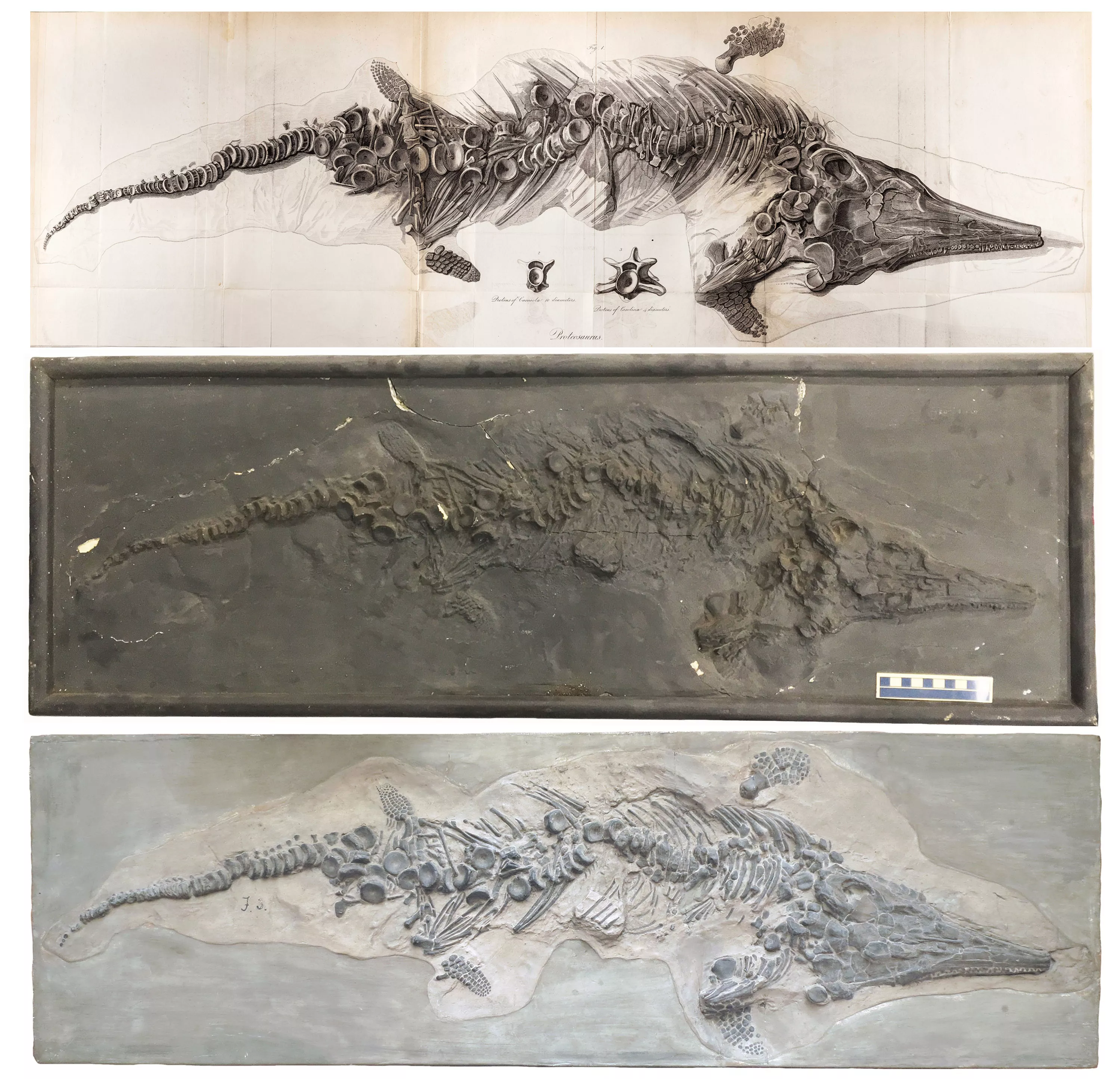 Casts of Ancient Sea Monster Destroyed in WWII Raids Discovered - Vimarsana News