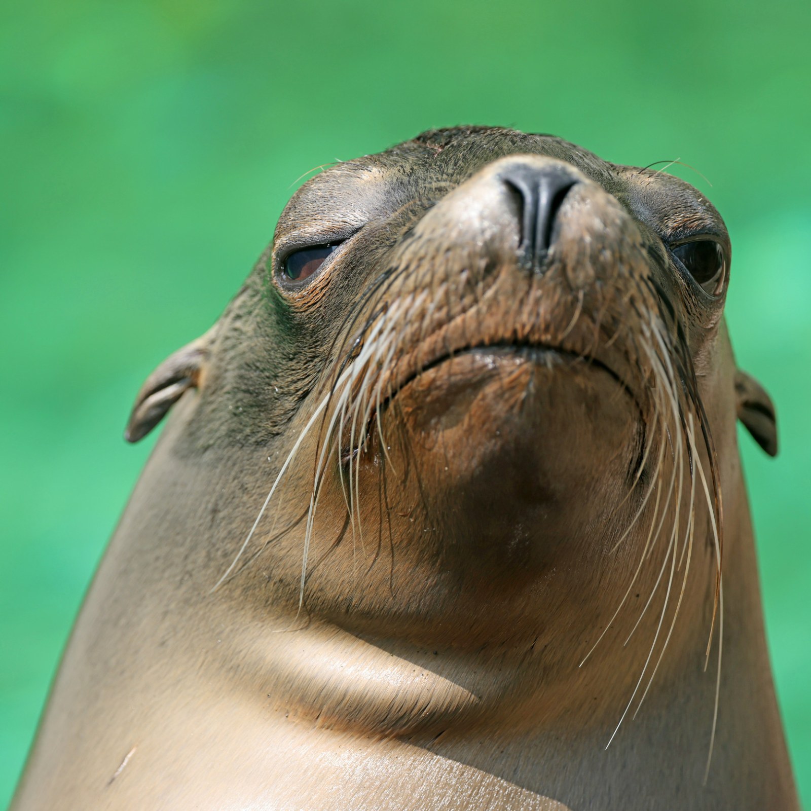 Sea Lions