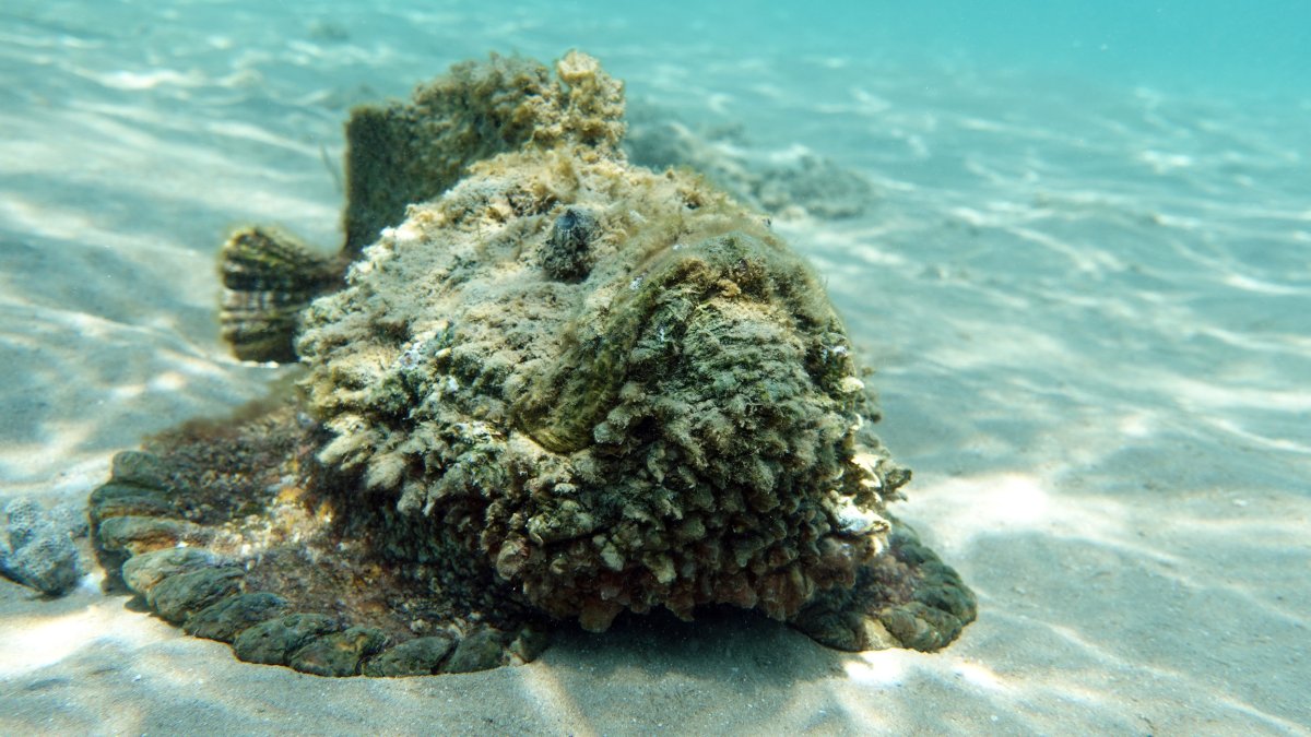 Stonefish on sea floor