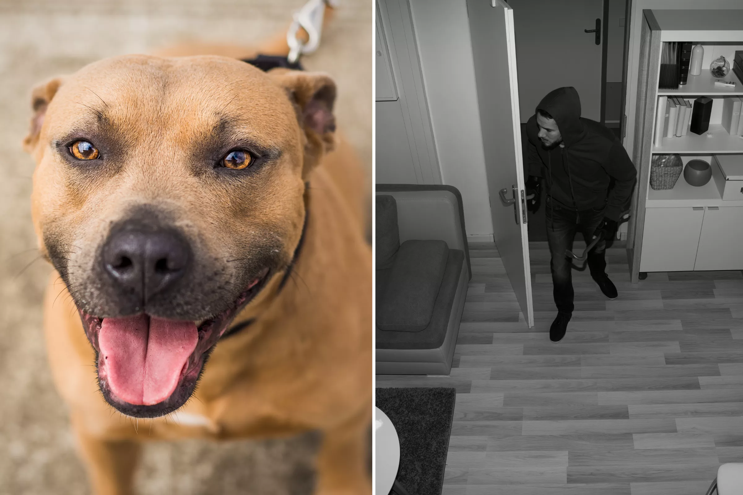 Dog Mistaking In-Law for Intruder Delights Internet: 'That Scream' - Vimarsana News