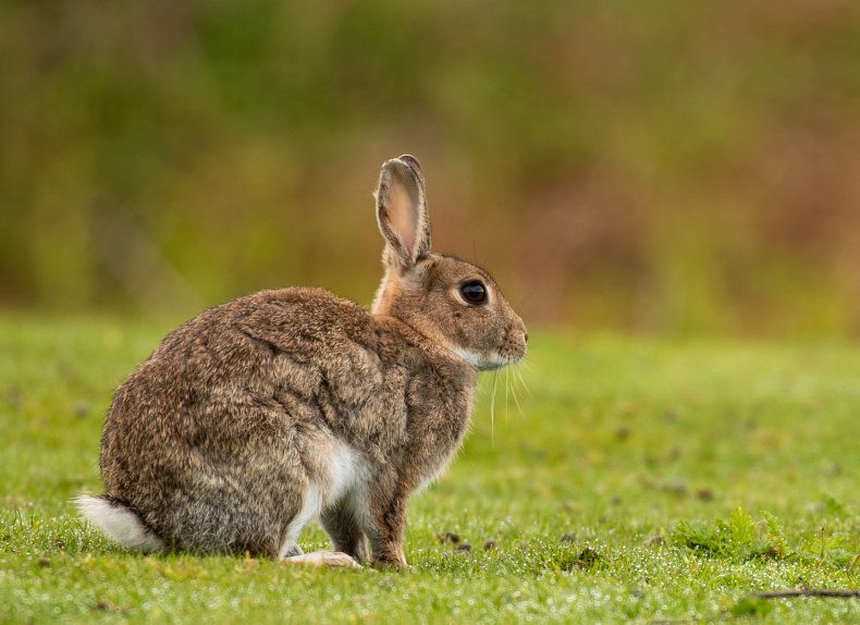 outdoor rabbit